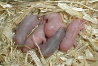 babyrennmaus.JPG (9392 Byte)