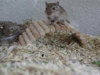 jimmy.JPG (7680 Byte)