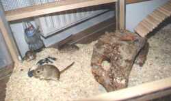 maus1.jpg (6067 Byte)