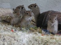 mousefamily.JPG (7467 Byte)